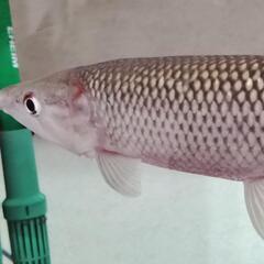 アフリカンパイクカラシン25cmの画像