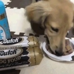 ブッチ　ドッグフード　要冷蔵　Butch(犬用ペットフード)   ドッグトライアル800g×3本セットの画像