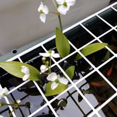 🐟メダカ喜ぶ🌱水草根付き苗🌱　　　　