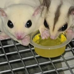 エキゾチックアニマル専門店 − 三重県