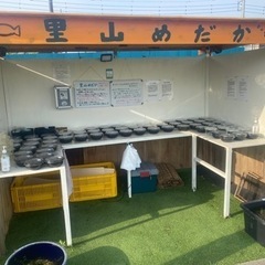 里山公園前のメダカ•ミジンコ無人販売所　里山めだか4/21