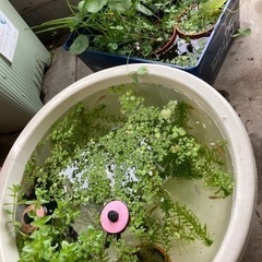 ミナミ沼エビ１０匹と水草セット