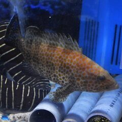 海水魚 オオモンハタ等 ハタ 系の生体捕まえるor譲ってくださる方