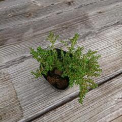 多肉植物 +おまけマンジエリコン百円分