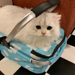 シルバーチンチラ猫　マリちゃん − 埼玉県