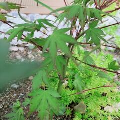 植木楓等　育ちやすい