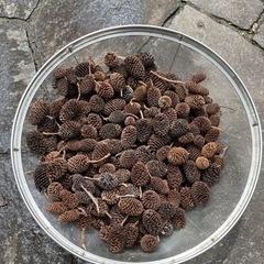 残り2セットヤシャブシの実50個＋α