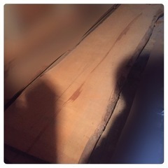 銀杏　盤木1枚　イチョウ　＊カウンター　まな板　テーブルの画像