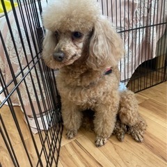 トイプードル5歳