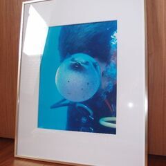 水中写真　その1