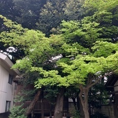 大安吉日に行く❗️ 東神社⛩で金融運アップ⤴️