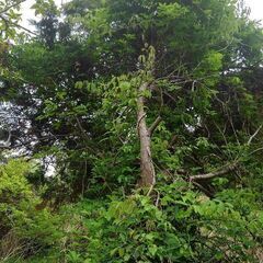 【アケビ苗】超大苗からチビ苗まで持っていって【五葉木通】