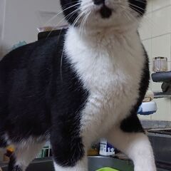 ご不要のワイヤｰネットをお譲りください。保護猫脱走防止の柵を作り...