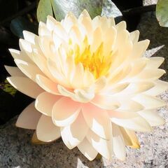 睡蓮 スイレン サーモンピンク系 グラデーションカラー 花の苗の画像
