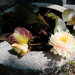 睡蓮 スイレン サーモンピンク系 グラデーションカラー 花の苗の画像