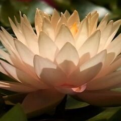 睡蓮 スイレン サーモンピンク系 グラデーションカラー 花の苗の画像