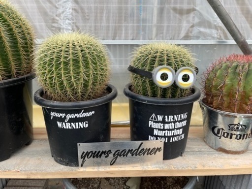 金鯱サボテン、直径25センチ、根しっかり、ドライガーデンにピッタリ！