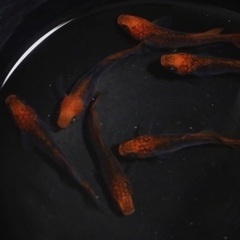 紅龍めだかのたまご10個＋αの画像
