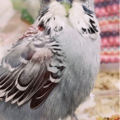 ジャンボセキセイインコ　グレー系