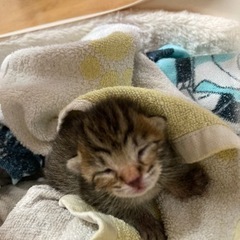 4/19 14時　子猫を保護しました。