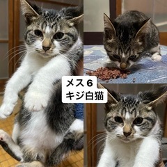 7匹の子猫の里親さん募集しています