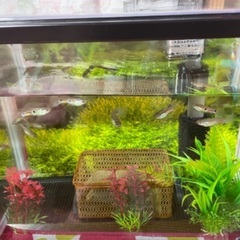 グッピー