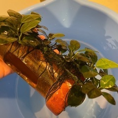 【取引完了】水草（ナナ）