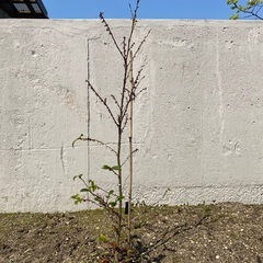 ヒサカキ 山椒（実がつくタイプ） 樹木 庭 シンボルツリー 神棚に 昨年購入 高さ80センチほどの画像