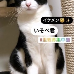 【いそべ君】美猫ハチワレ♡臆病な性格でも本当は甘えたい沢山遊びたい🥰沢山構ってくれる里親さま募集‼️ − 千葉県