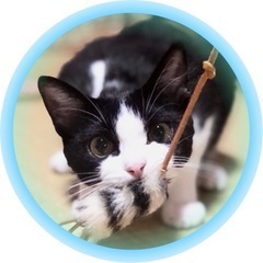 【いそべ君】美猫ハチワレ♡臆病な性格でも本当は甘えたい沢山遊びたい🥰沢山構ってくれる里親さま募集‼️ - 里親募集