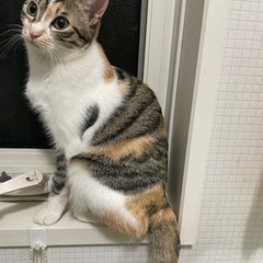 猫が脱走してしまいました！