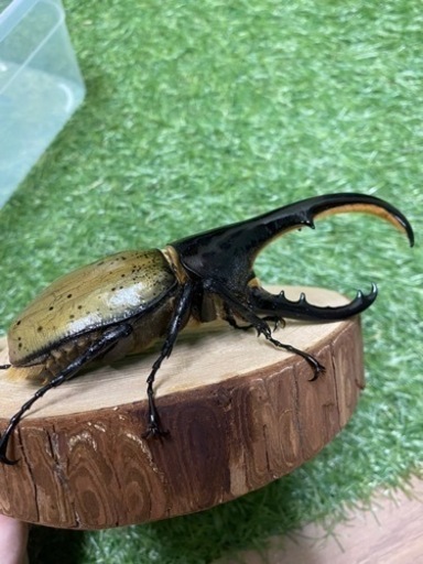 ヘラクレスオオカブト♂♀♀③　137mm