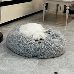 MIX (ビジョンフリーゼ×ペキニーズ)生後5ヶ月 - 犬