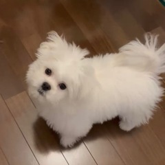 MIX (ビジョンフリーゼ×ペキニーズ)生後5ヶ月の画像