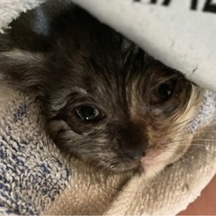 【大大至急！】約1ヶ月の子猫　変わった模様？！