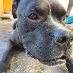 大型犬３歳　代理投稿