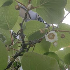 【至急】キウイの授粉用雄花を分けてください！！