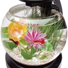 中古の水槽