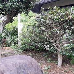 庭木　あげます。 - 剪定/造園