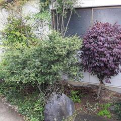庭木　あげます。 - 岐阜市