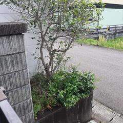 庭木　あげます。 − 岐阜県