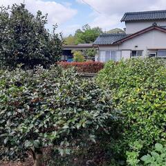 庭木　あげます。