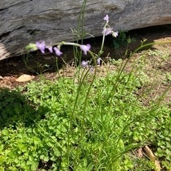 2種類の花の名前🥀