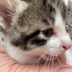 子猫1ヵ月足らずキジ白