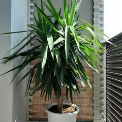 観葉植物 ユッカ 青年の木