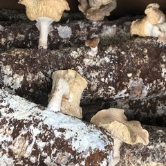 キノコの廃菌床差し上げますの画像
