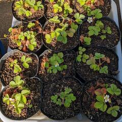 ワイルドストロベリー