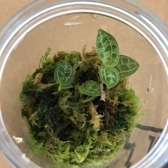 ジュエルオーキッド