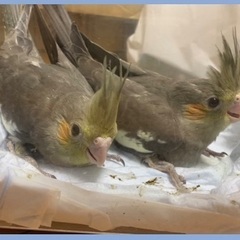 【けんぼの森】オカメインコ  《ノーマル》3月22日生まれ 2羽...