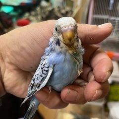 【けんぼの森】セキセイインコ 《ブルー系》2月上旬生まれ 3羽　3周年キャンペーン特別販売価格（税込）➡︎1,500円の画像